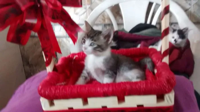 Gato ra a comum idade Abaixo de 2 meses nome sem nome