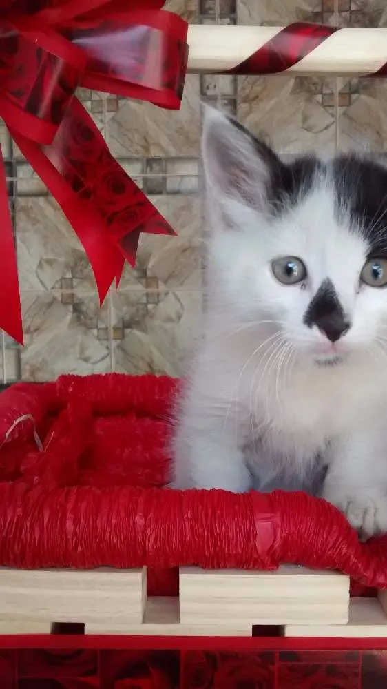 Gato ra a comum idade Abaixo de 2 meses nome sem nome