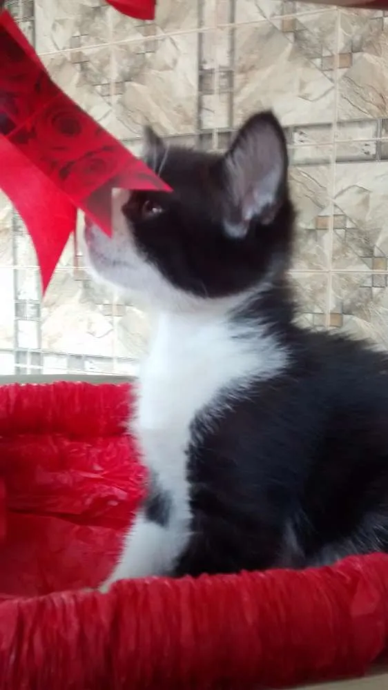 Gato ra a comum idade Abaixo de 2 meses nome sem nome