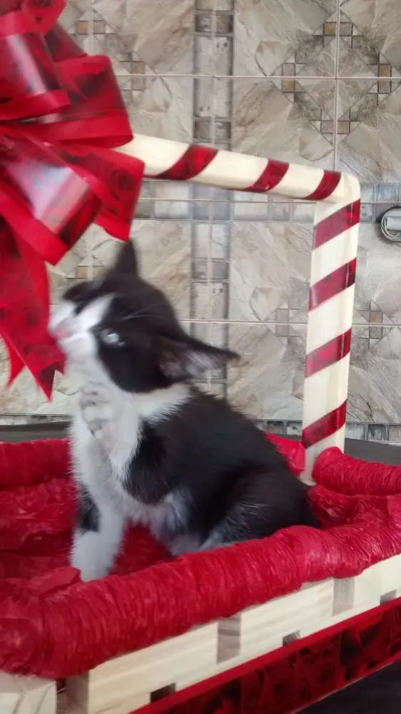 Gato ra a comum idade Abaixo de 2 meses nome sem nome