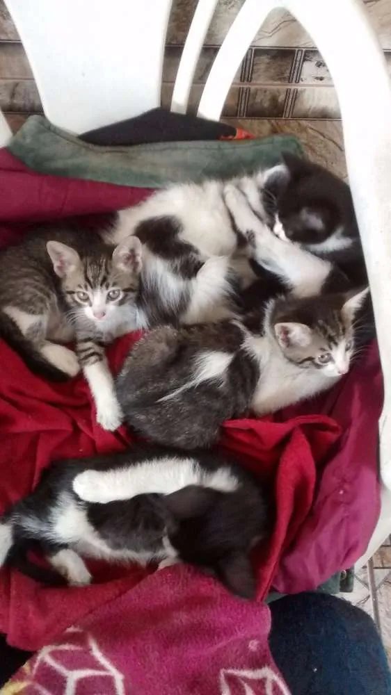 Gato ra a comum idade Abaixo de 2 meses nome sem nome