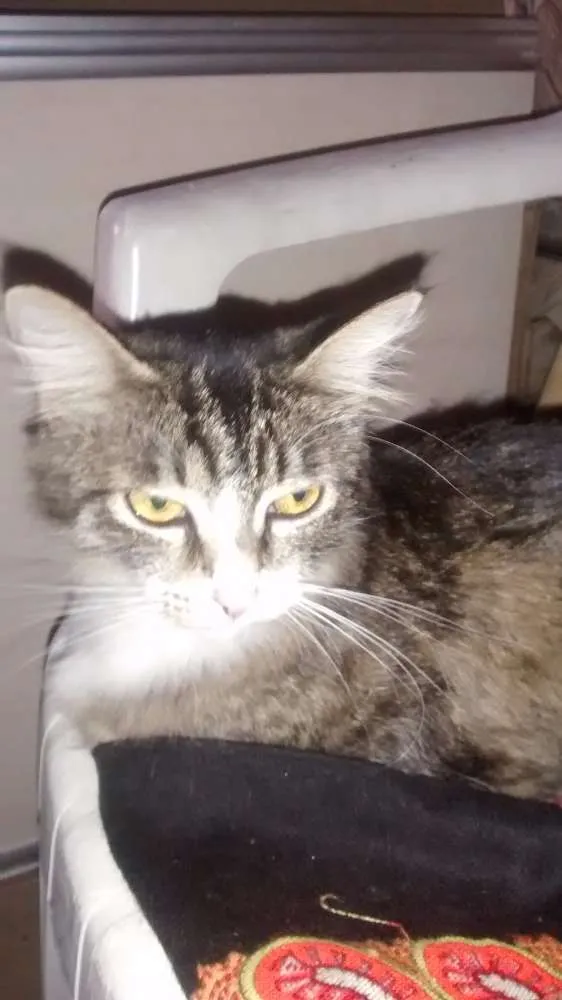 Gato ra a comum idade Abaixo de 2 meses nome sem nome