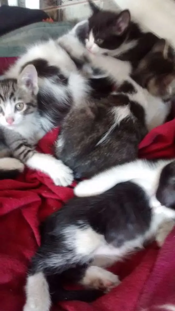 Gato ra a comum idade Abaixo de 2 meses nome sem nome
