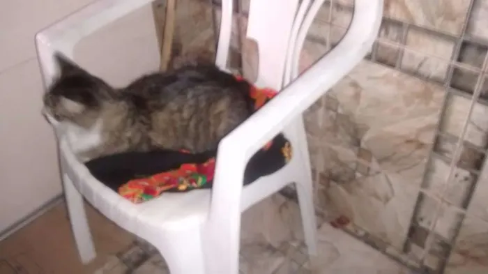 Gato ra a comum idade Abaixo de 2 meses nome sem nome