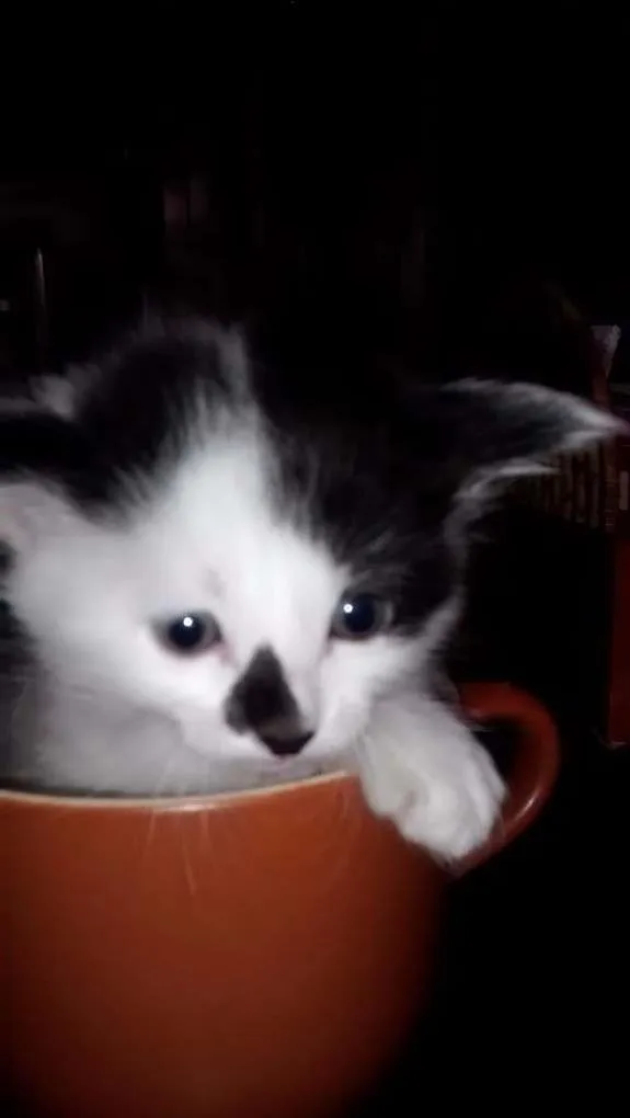 Gato ra a comum idade Abaixo de 2 meses nome sem nome