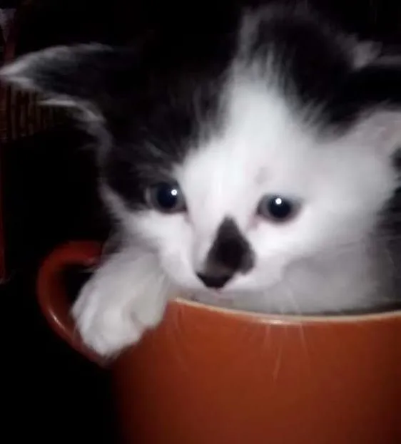 Gato ra a comum idade Abaixo de 2 meses nome sem nome