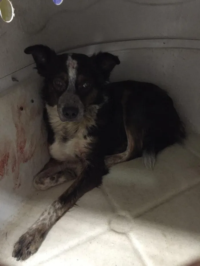 Cachorro ra a Vira lata idade 4 anos nome Sem nome