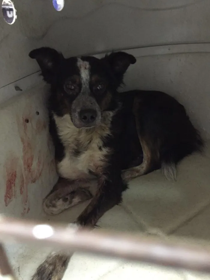 Cachorro ra a Vira lata idade 4 anos nome Sem nome
