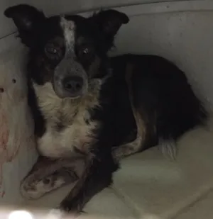 Cachorro raça Vira lata idade 4 anos nome Sem nome