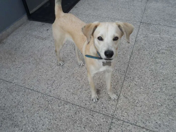 Cachorro raça SRD idade 7 a 11 meses nome lourinho