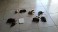 Nao possui