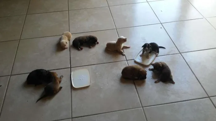 Cachorro ra a SRD idade Abaixo de 2 meses nome Nao possui