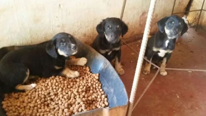 Cachorro ra a SRD idade Abaixo de 2 meses nome Nao possui