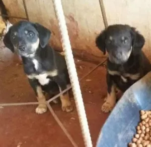 Cachorro raça SRD idade Abaixo de 2 meses nome Nao possui