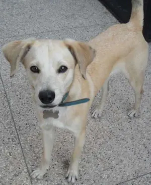 Cachorro raça SRD idade 7 a 11 meses nome lourinho