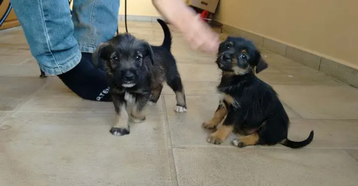 Cachorro ra a vira lata idade 2 a 6 meses nome não tem