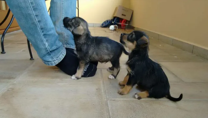 Cachorro ra a vira lata idade 2 a 6 meses nome não tem
