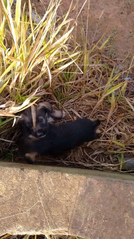 Cachorro ra a vira lata idade 2 a 6 meses nome não tem