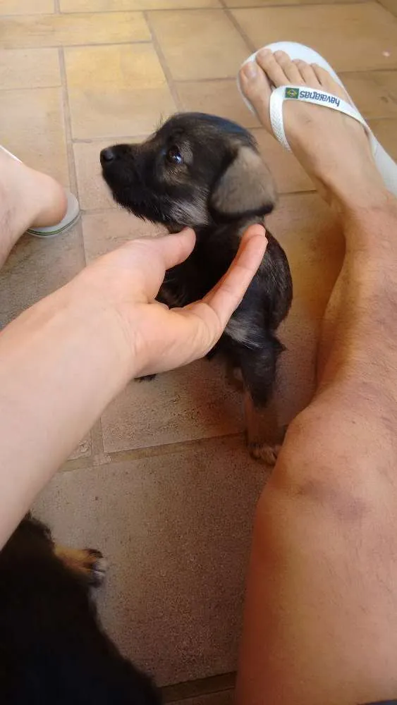 Cachorro ra a vira lata idade 2 a 6 meses nome não tem