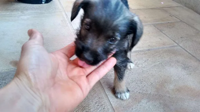 Cachorro ra a vira lata idade 2 a 6 meses nome não tem