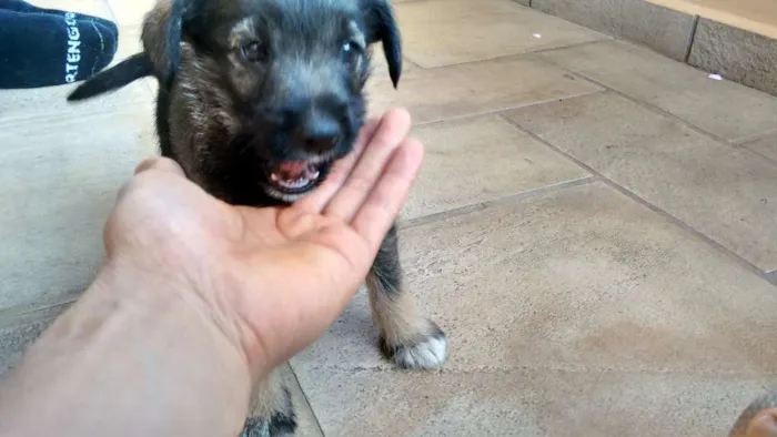 Cachorro ra a vira lata idade 2 a 6 meses nome não tem