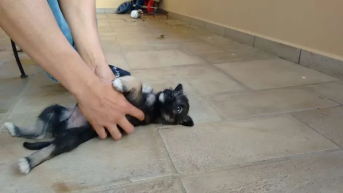 Cachorro ra a vira lata idade 2 a 6 meses nome não tem