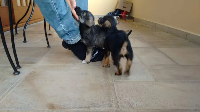 Cachorro ra a vira lata idade 2 a 6 meses nome não tem