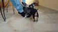 não tem