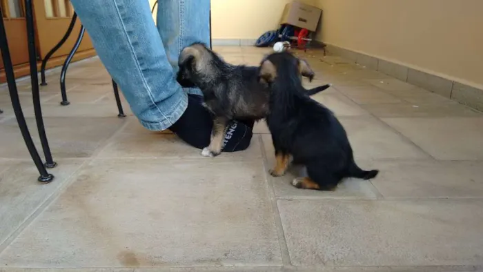 Cachorro ra a vira lata idade 2 a 6 meses nome não tem