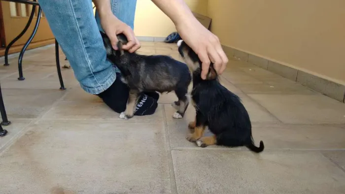 Cachorro ra a vira lata idade 2 a 6 meses nome não tem