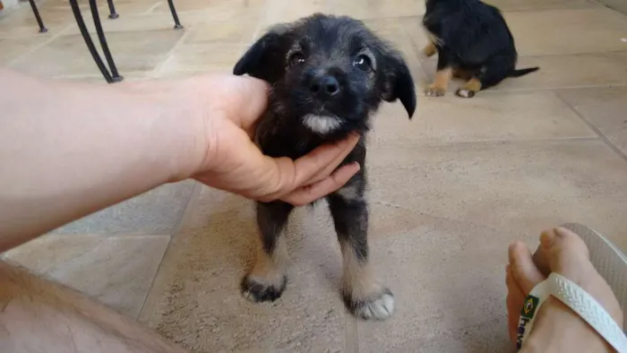 Cachorro ra a vira lata idade 2 a 6 meses nome não tem