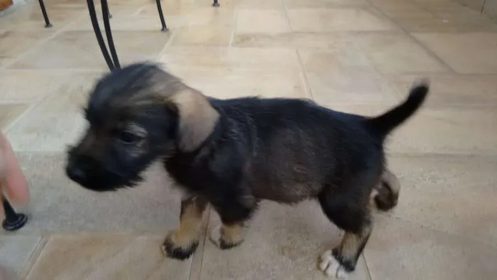 Cachorro ra a vira lata idade 2 a 6 meses nome não tem