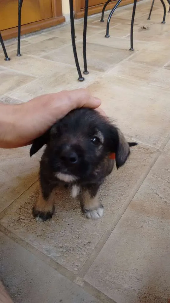 Cachorro ra a vira lata idade 2 a 6 meses nome não tem
