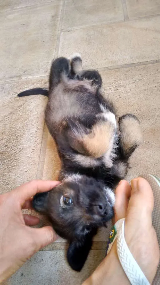 Cachorro ra a vira lata idade 2 a 6 meses nome não tem