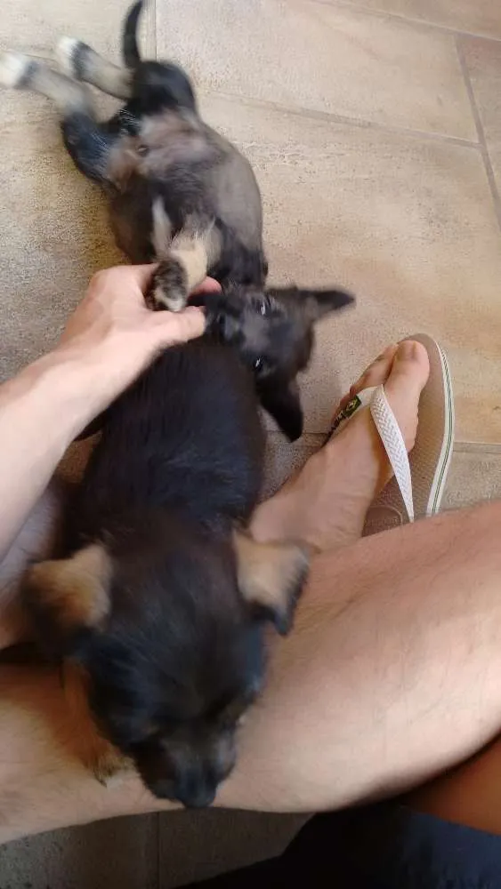 Cachorro ra a vira lata idade 2 a 6 meses nome não tem