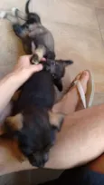 não tem