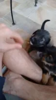 não tem