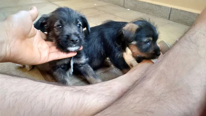 Cachorro ra a vira lata idade 2 a 6 meses nome não tem