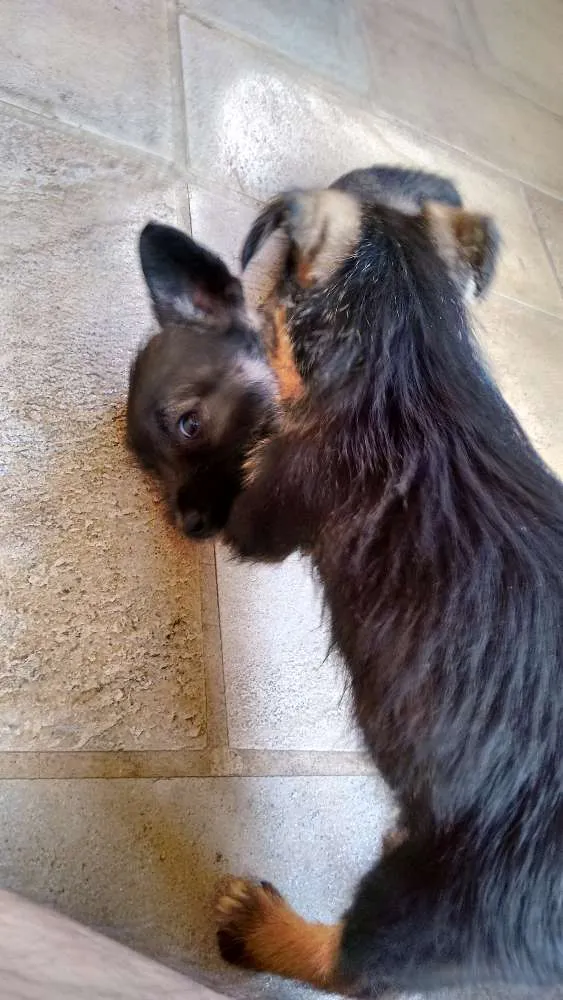 Cachorro ra a vira lata idade 2 a 6 meses nome não tem