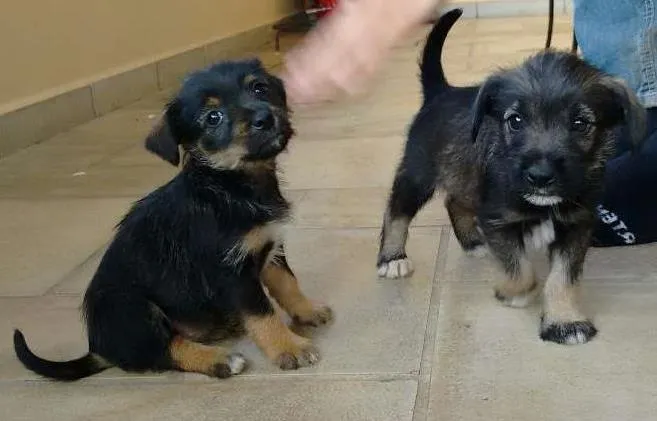 Cachorro ra a vira lata idade 2 a 6 meses nome não tem