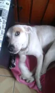 Atena