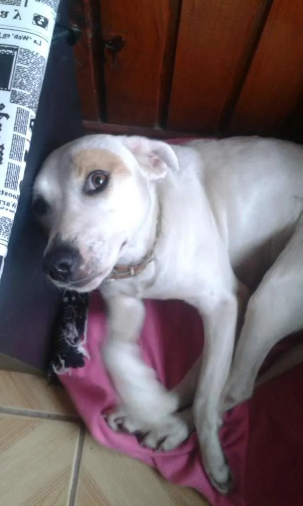Cachorro ra a srd  idade 1 ano nome Atena