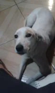 Atena