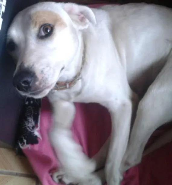 Cachorro ra a srd  idade 1 ano nome Atena