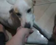 Atena