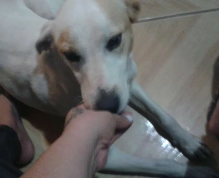 Cachorro ra a srd  idade 1 ano nome Atena