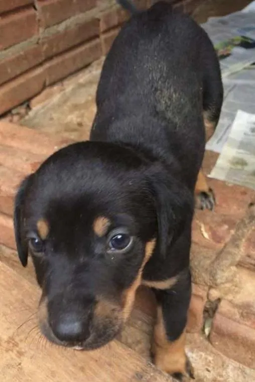 Cachorro ra a Dv idade  nome Lindos Cães