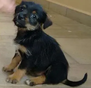Cachorro raça vira lata idade 2 a 6 meses nome não tem