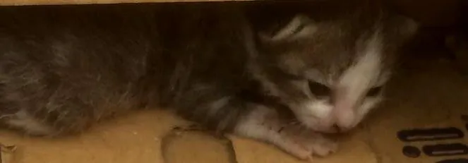 Gato raça Indefinida idade Abaixo de 2 meses nome Não tem