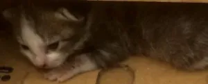 Gato raça Indefinida idade Abaixo de 2 meses nome Não tem